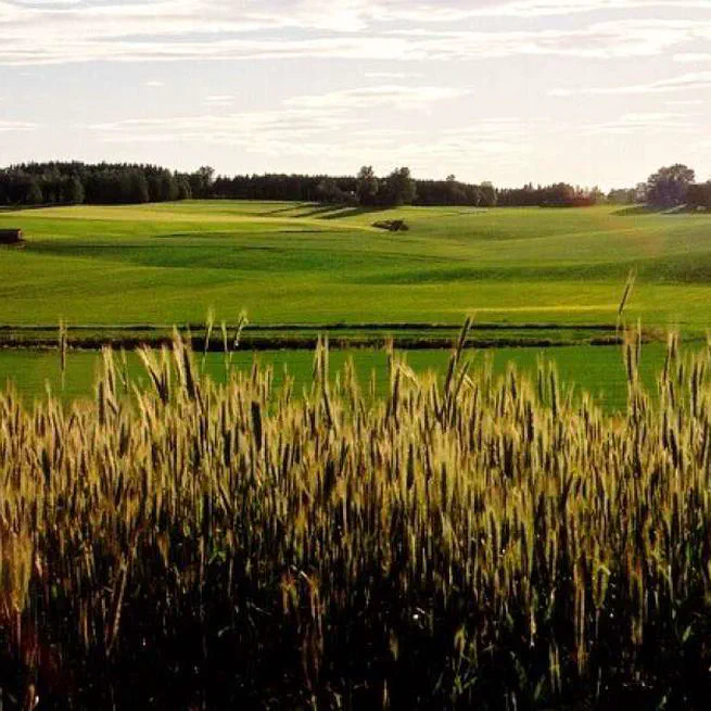 DRAINMOD Modeling for Norwegian Agricultural Catchments